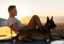 Dog – Film 2022